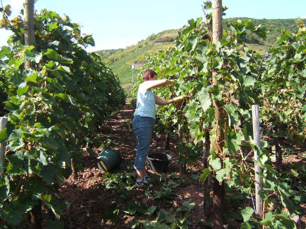 סנקט אלדגונד Wein- Und Gaestehaus St. Aldegundishof מראה חיצוני תמונה